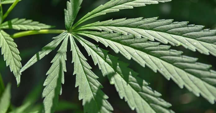 Medical cannabis in Kentucky