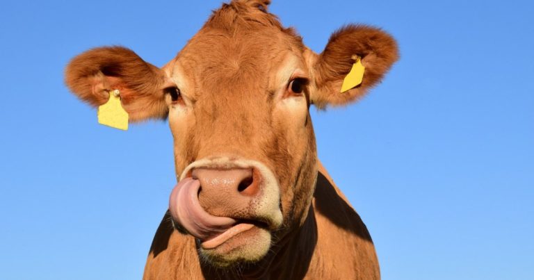 Nutritious Hemp Waste For US Cattle Feed Soon? 