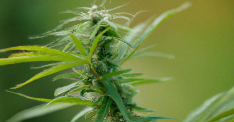 Cannabis DDE contamination - Washington.