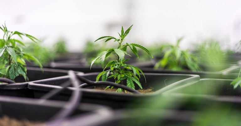 Medical cannabis in South Carolina