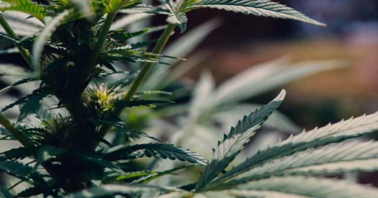 US national hemp report