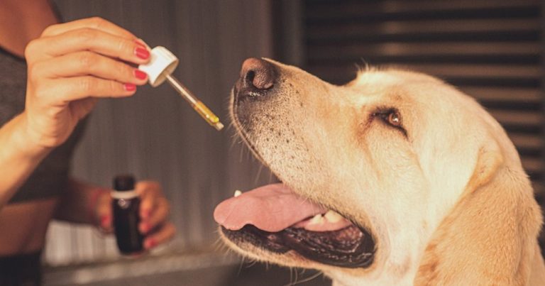 Study Indicates Good CBD Tolerability In Dogs