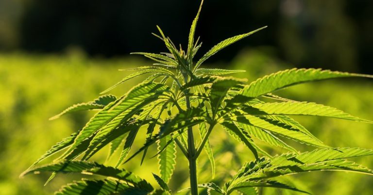 PFAS phytoremediation and hemp