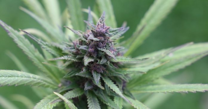 Oversupply of cannabis in Oklahoma