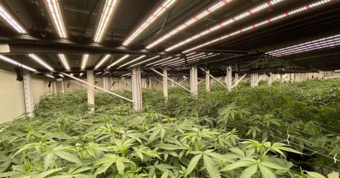 Greenfern Industries medical cannabis cultivation room