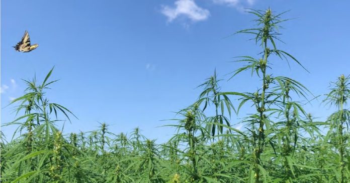 Hemp fiber and sustainability