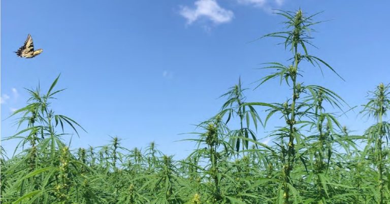Hemp fiber and sustainability