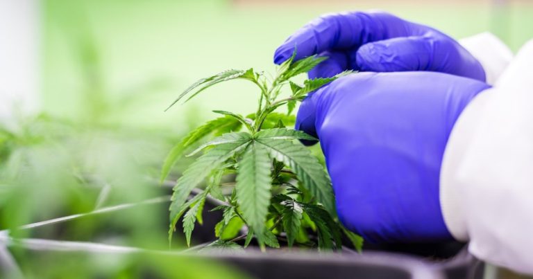Medical cannabis in Alabama