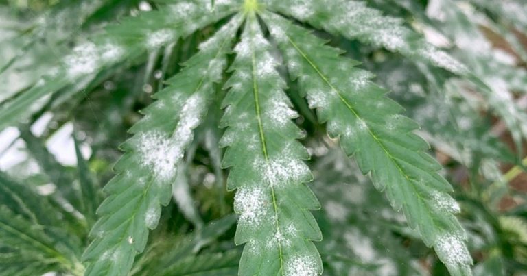 Powdery mildew on a hemp leaf