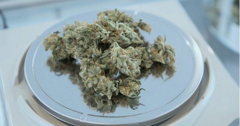 Medical cannabis contamination in Maine