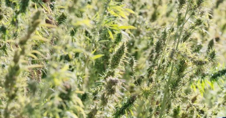 Industrial Hemp Variety Trial - Australia