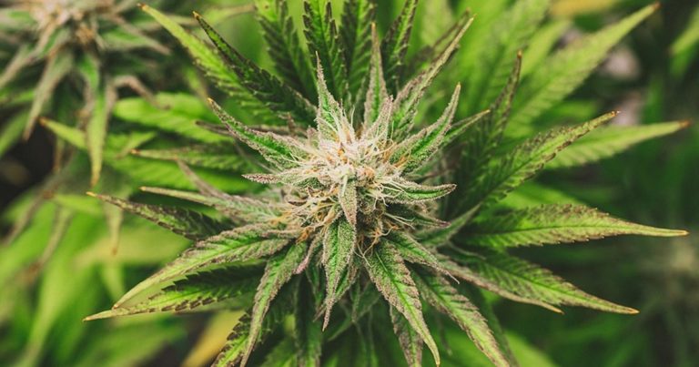 Medicinal cannabis - Kansas