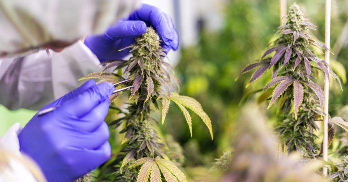 Cannabis rescheduling