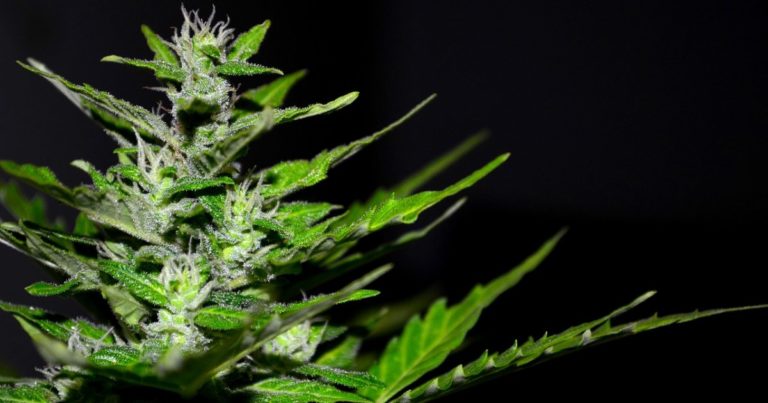 Cannabis rescheduling in the USA