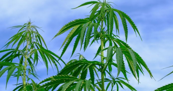 hemp-farm-bill Hemp and the Farm Bill