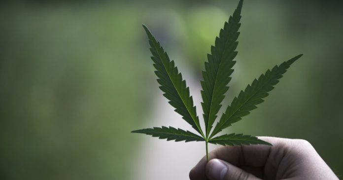 Hemp processing in Alberta