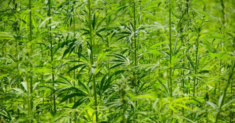 Victorian Hemp Industry Bill 2024
