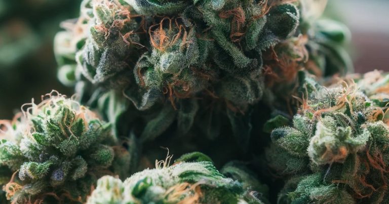 Cannabis policy survey