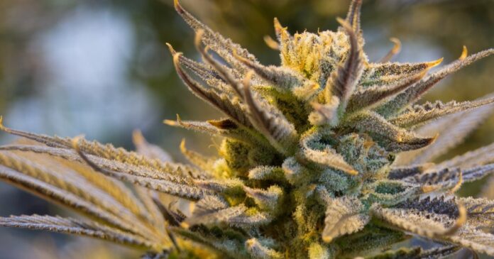 Medical cannabis in North Carolina