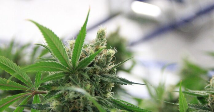 Cannabis legalization in North Dakota