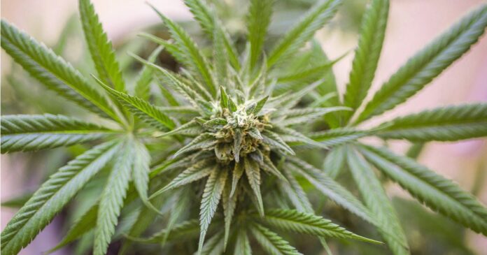 Cannabis rescheduling comments