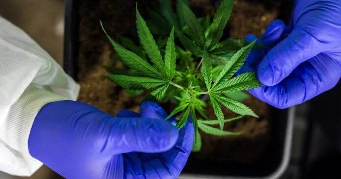 Maryland Cannabis Workforce Development Program