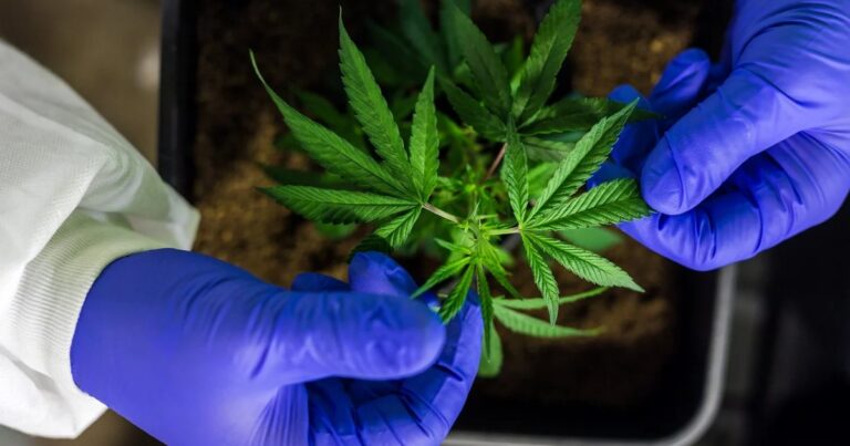 Maryland Cannabis Workforce Development Program