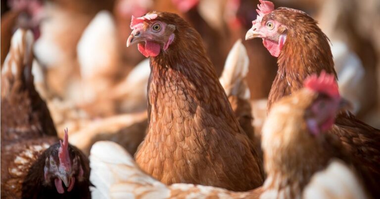 Hemp seed meal for laying hens