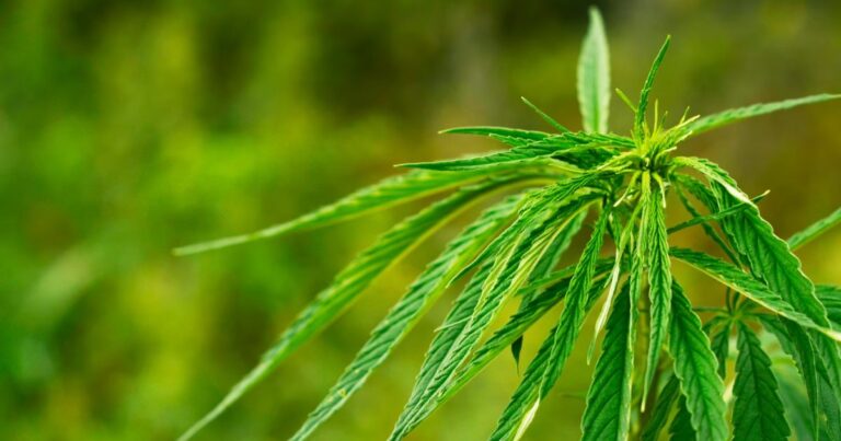 Victorian hemp inquiry response