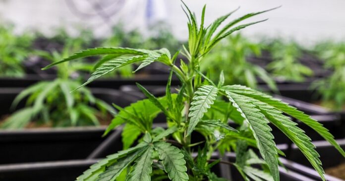 Medical cannabis in Colorado