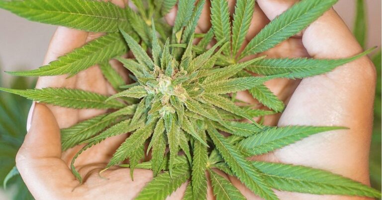 Cannabis and HNC risk