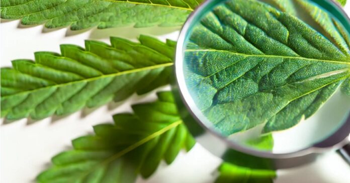 NSW Cannabis Inquiry