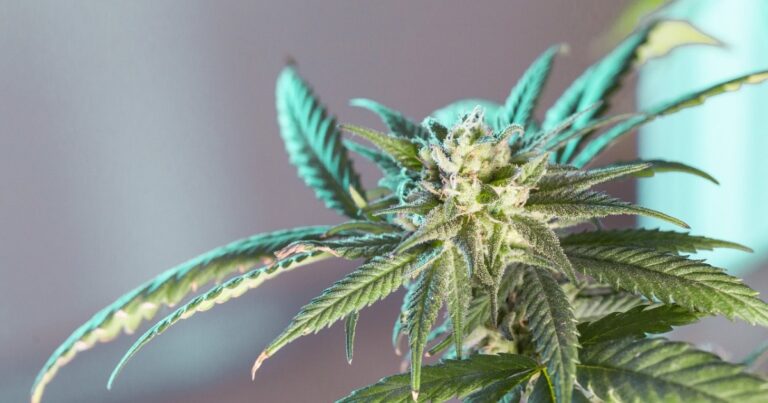 Cannabis business licences in Kentucky