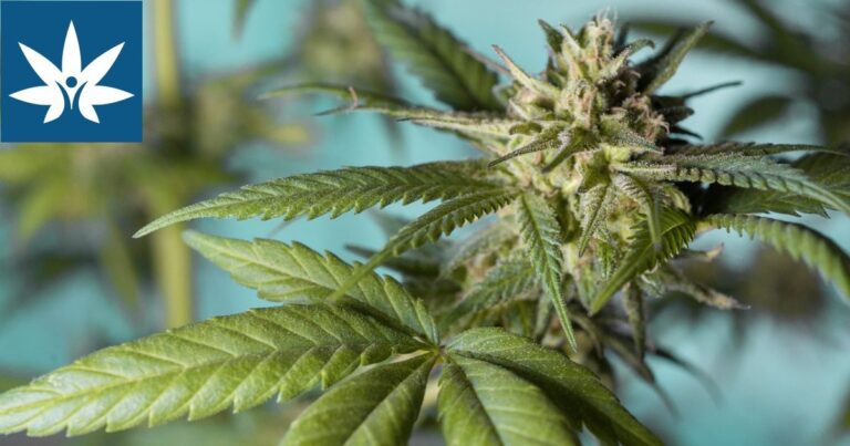 Australia's first cannabis gummies