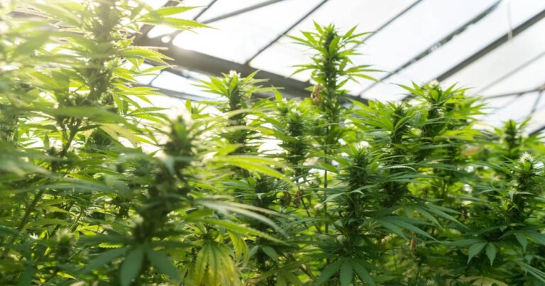 Pesticide use leads to hemp destruction