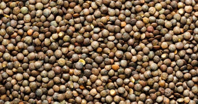 hemp-feed-animals Hemp seed feed for animals - Australia