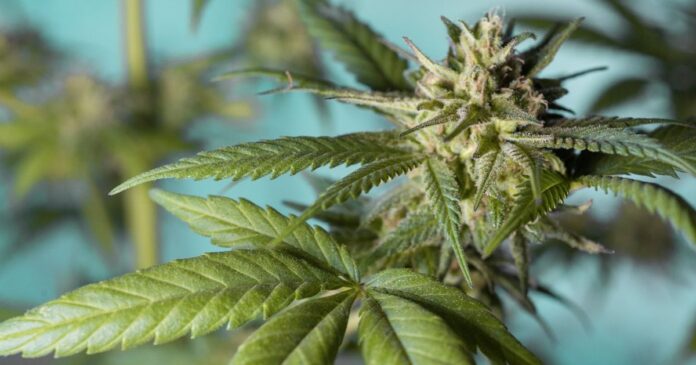 medical-cannabis-ukraine Medical cannabis in Ukraine.