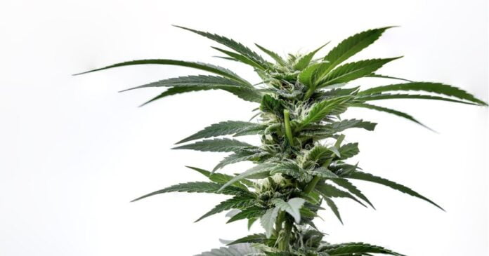 Tasmanian hemp amendment bill passes