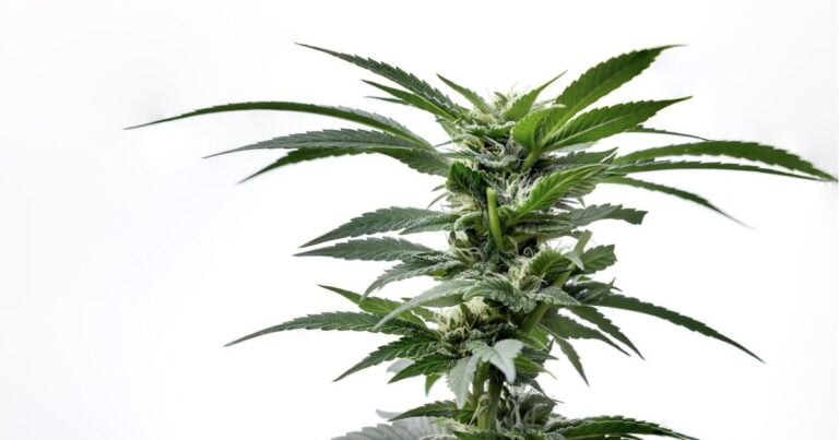 Tasmanian hemp amendment bill passes