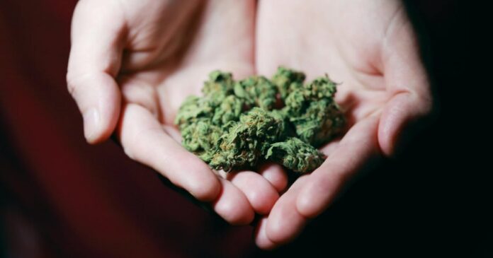 Survey of cannabis users in Germany