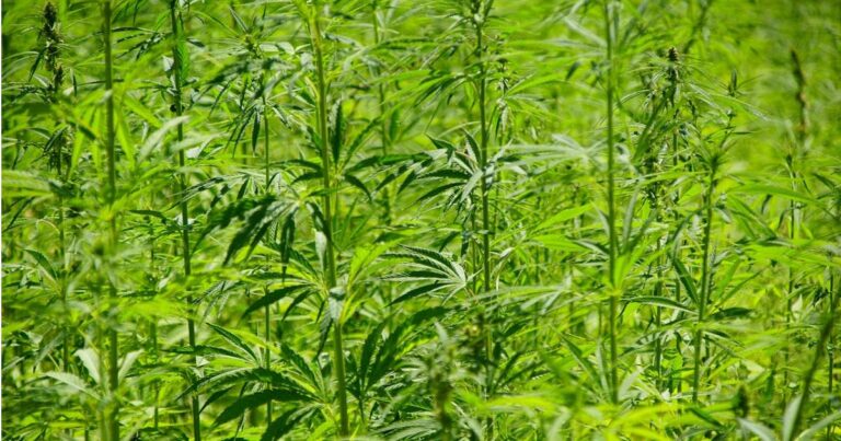 Hemp THC products in California