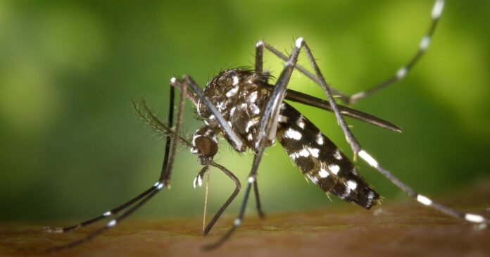 CBD as a mosquito insecticide