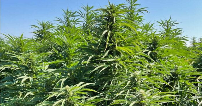Oregon State University hemp research grant