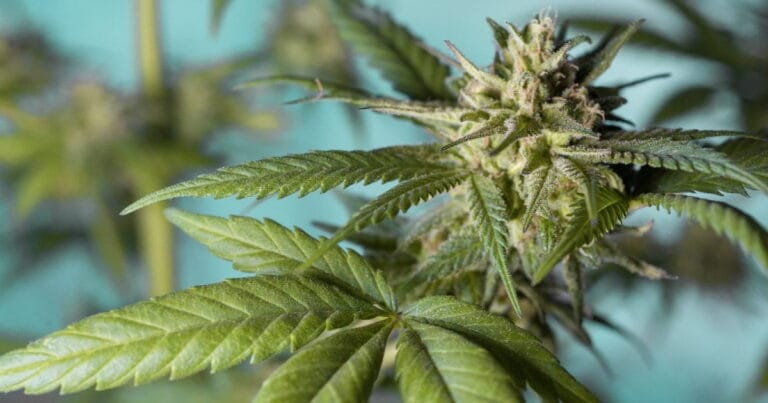 Consumer cannabis education