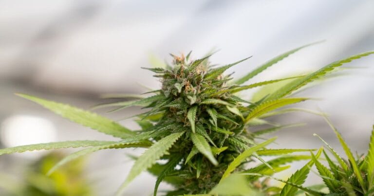 Georgia Hemp Farming Act