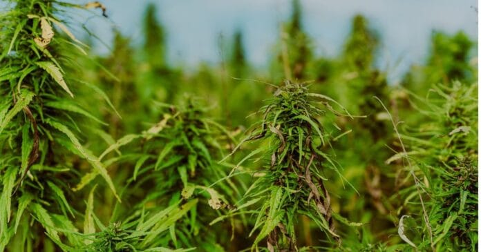 Honeywell hemp partnership