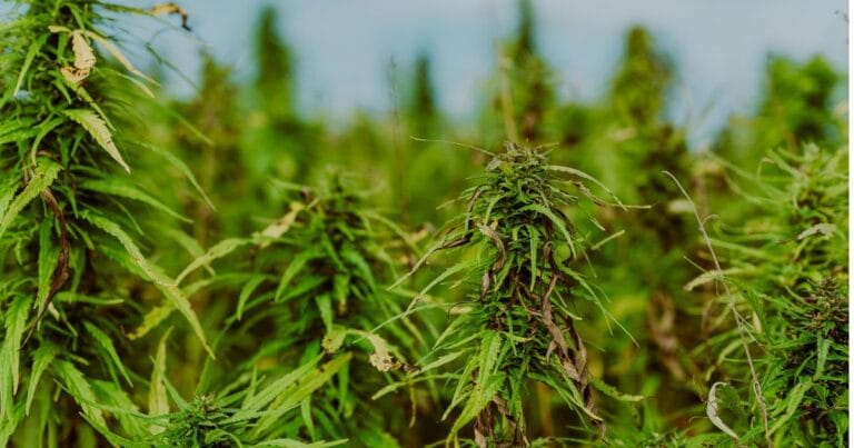Honeywell hemp partnership
