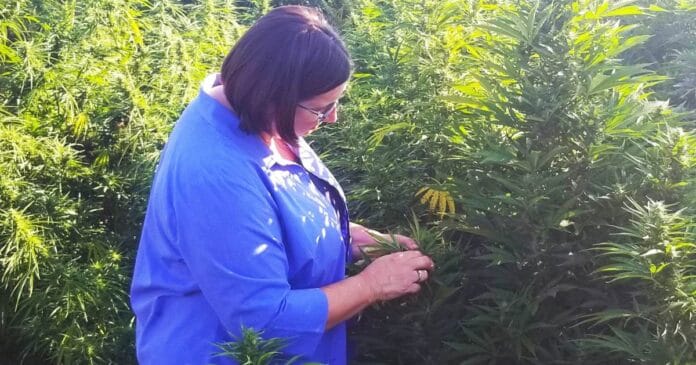 Hemp Fusarium head blight research