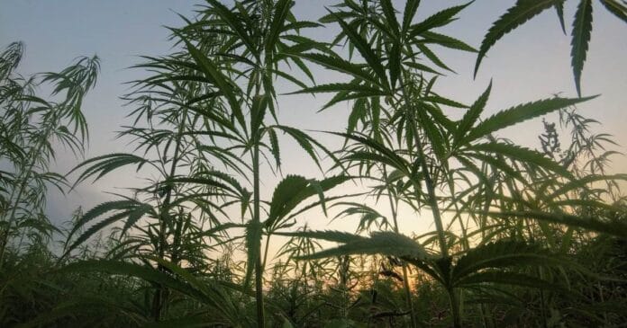 USDA grant for National Hemp Alliance