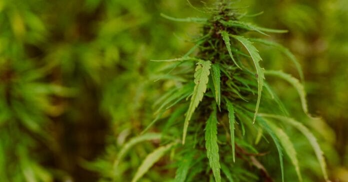 Hemp regulations in New Zealand